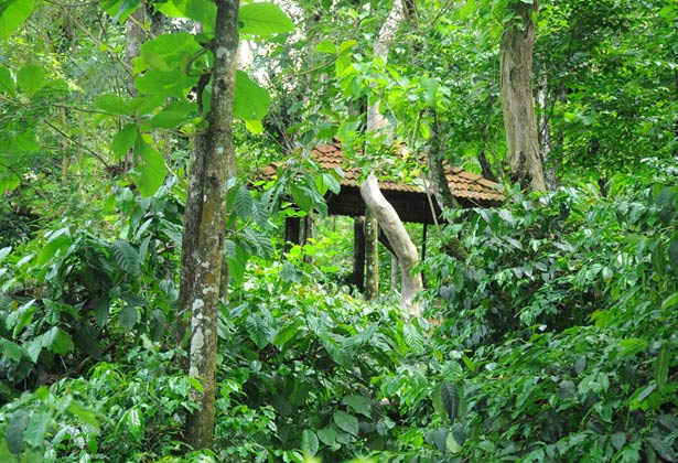 Halligadde Homestay